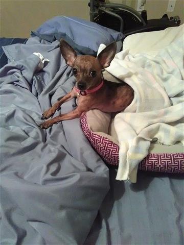 Diamond the Dog Diamond the Dog